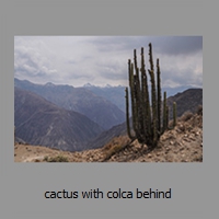 cactus with colca behind